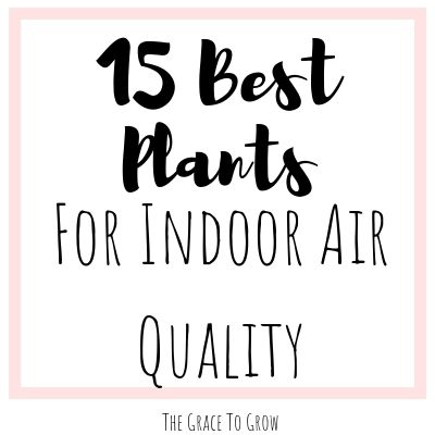 plants-for-indoor-air-quality