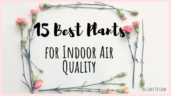 15-best-plants-for-indoor-air-quality